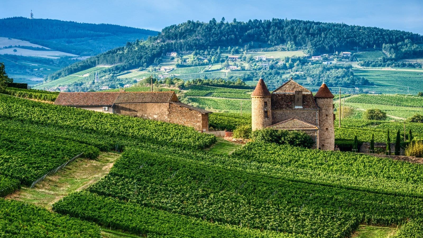 Vue de Dijon : les vignobles de Bourgogne